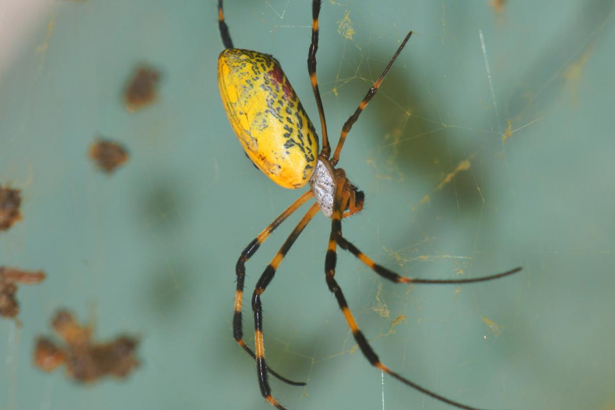Nephila clavata