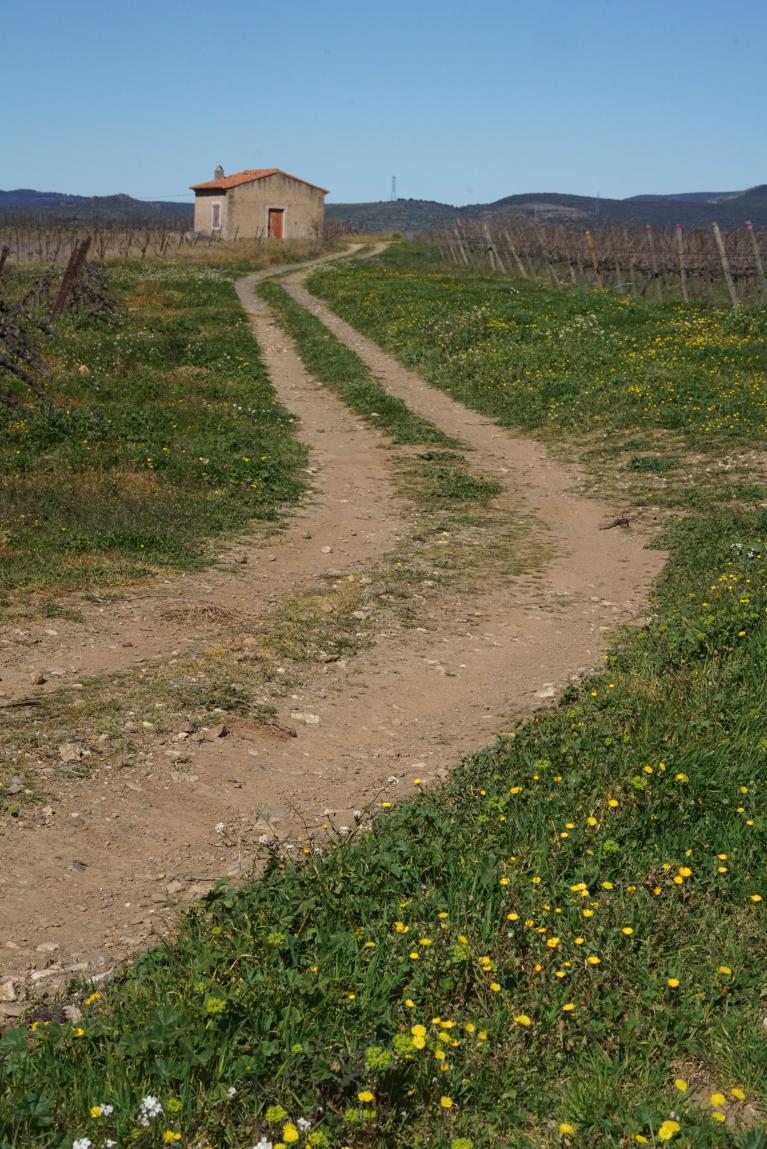 Vignoble de Caux en languedoc