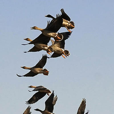 Oies de Sibérie en hivernation