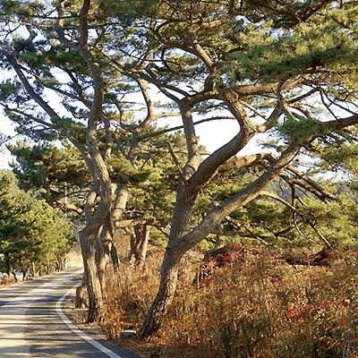 Pin maritime Haesong