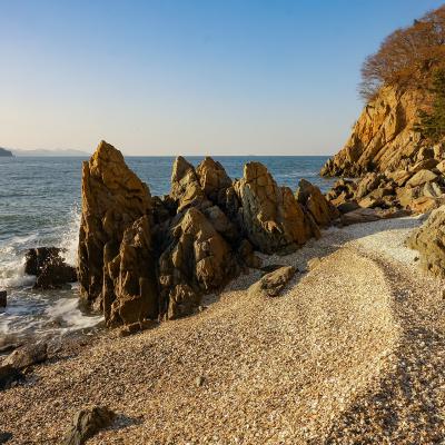 Plage de coquillages d'huîtres sauvages