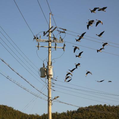 Oies de Sibérie en hivernation