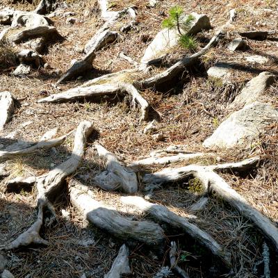 Les racines des pins sont à nu du fait du passage de trop nombreux randonneurs