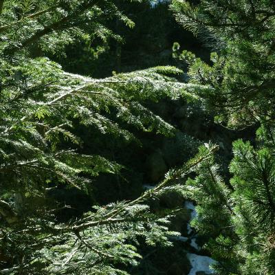 Pins de Norman et pins noirs à crochets