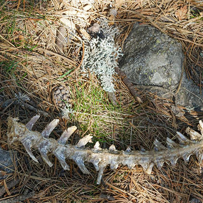 L'izard n'a pas survécu à l'avalanche. Les charognards en ont fait leur repas.
