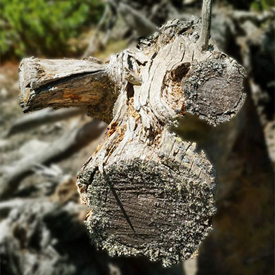 Rencontre avec un monstre des forêts