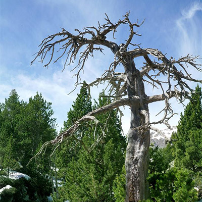 Coup de foudre al Vall de l'Orri